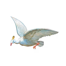 White bird with outstretched wings flying, holding a small object in its beak.